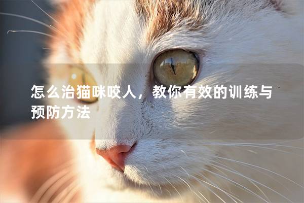 怎么治貓咪咬人，教你有效的訓練與預防方法