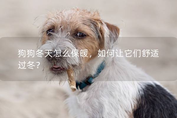 狗狗冬天怎么保暖，如何讓它們舒適過冬？