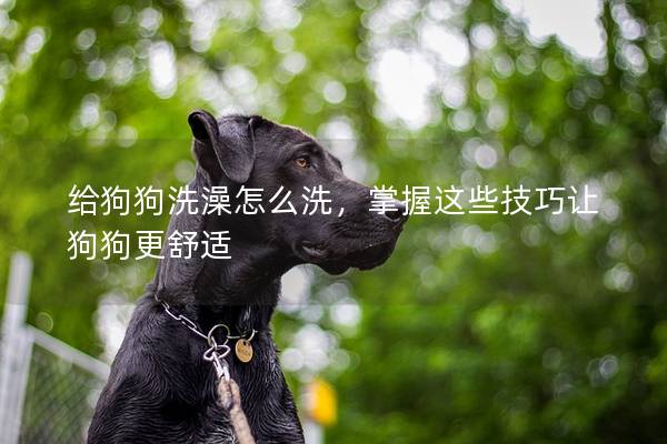 給狗狗洗澡怎么洗，掌握這些技巧讓狗狗更舒適