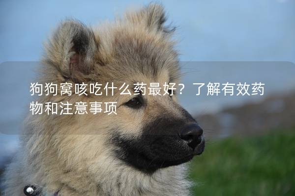 狗狗窩咳吃什么藥最好？了解有效藥物和注意事項