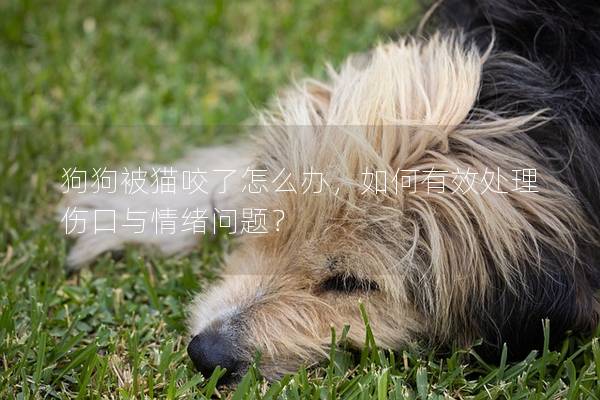 狗狗被貓咬了怎么辦，如何有效處理傷口與情緒問題？