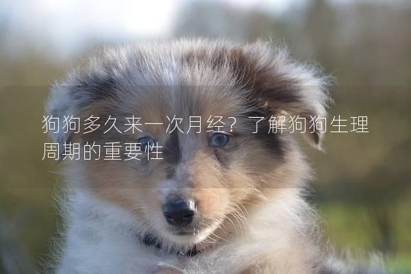 狗狗多久來一次月經？了解狗狗生理周期的重要性