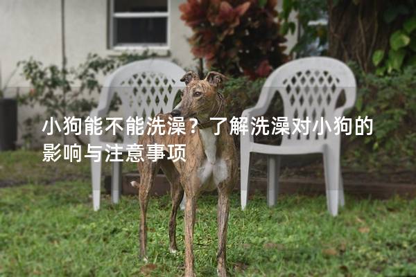 小狗能不能洗澡?了解洗澡對(duì)小狗的影響與注意事項(xiàng) 小狗能不能洗澡?了解洗澡對(duì)小狗的影響與注意事項(xiàng)
