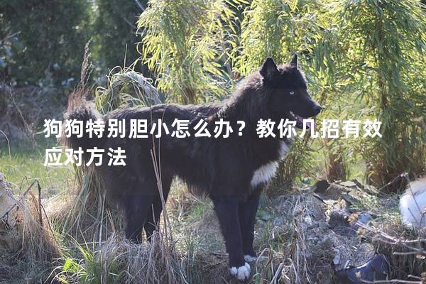 狗狗特別膽小怎么辦?教你幾招有效應對方法 狗狗特別膽小怎么辦?教你幾招有效應對方法