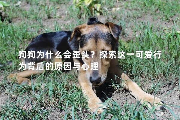 狗狗為什么會(huì)歪頭？探索這一可愛行為背后的原因與心理