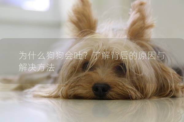 為什么狗狗會吐？了解背后的原因與解決方法
