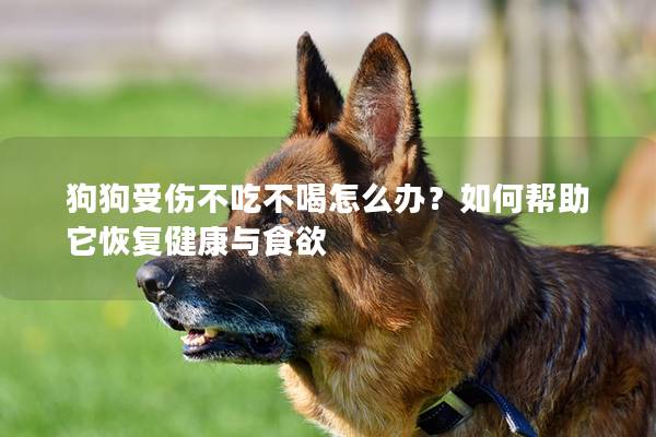 狗狗受傷不吃不喝怎么辦？如何幫助它恢復健康與食欲