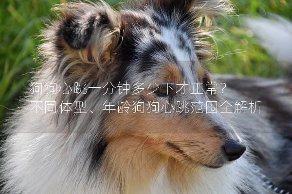 狗狗心跳一分鐘多少下才正常？ 不同體型、年齡狗狗心跳范圍全解析