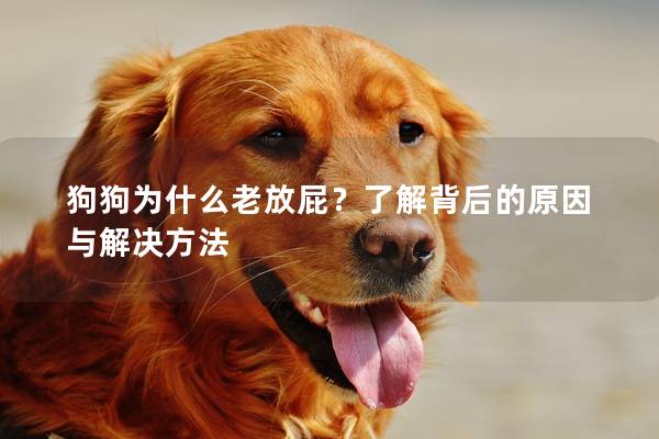 狗狗為什么老放屁？了解背后的原因與解決方法