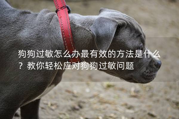 狗狗過敏怎么辦最有效的方法是什么？教你輕松應(yīng)對狗狗過敏問題