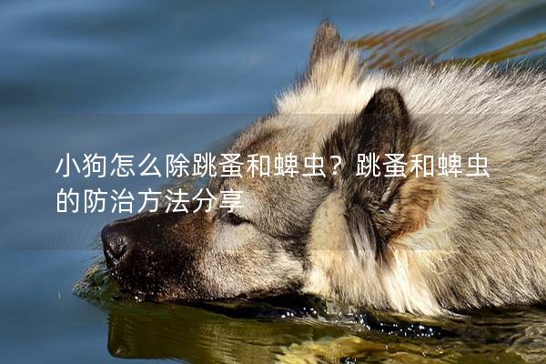 小狗怎么除跳蚤和蜱蟲?跳蚤和蜱蟲的防治方法分享 小狗怎么除跳蚤和蜱蟲?跳蚤和蜱蟲的防治方法分享