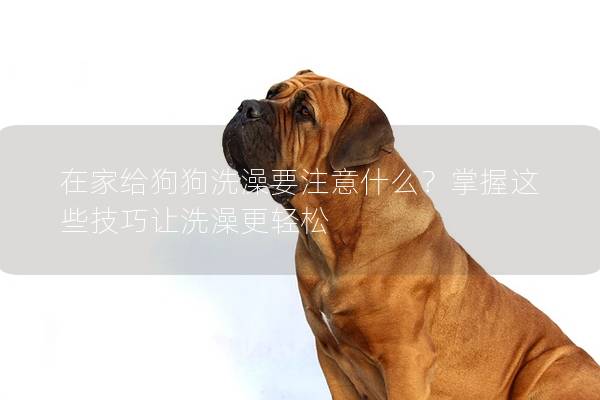 在家給狗狗洗澡要注意什么？掌握這些技巧讓洗澡更輕松