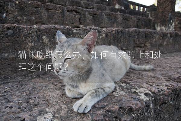 貓咪吃紙怎么辦，如何有效防止和處理這個問題？