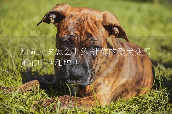 狗狗應(yīng)該怎么訓(xùn)練,讓你的愛犬變得更加聽話和聰明