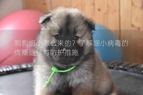 狗狗細小怎么來的？了解細小病毒的傳播途徑與防護措施