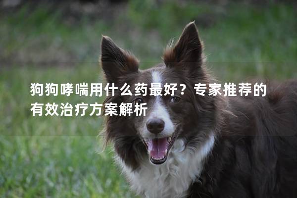 狗狗哮喘用什么藥最好？專家推薦的有效治療方案解析