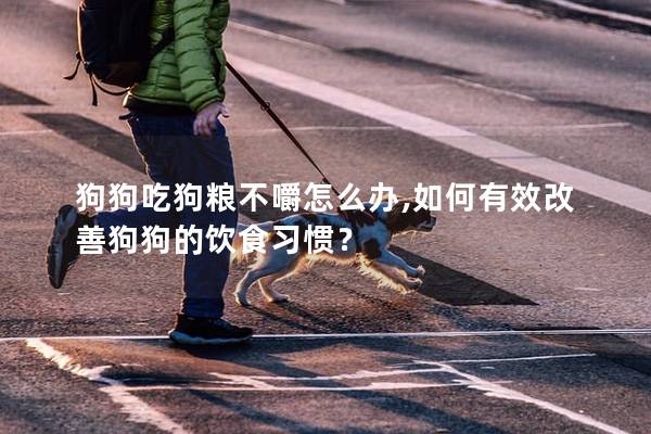 狗狗吃狗糧不嚼怎么辦,如何有效改善狗狗的飲食習慣？