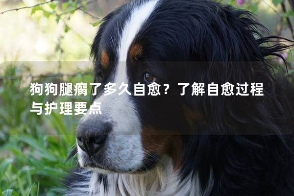 狗狗腿瘸了多久自愈？了解自愈過程與護理要點