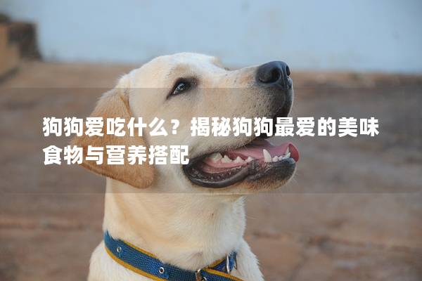 狗狗愛吃什么？揭秘狗狗最愛的美味食物與營養搭配