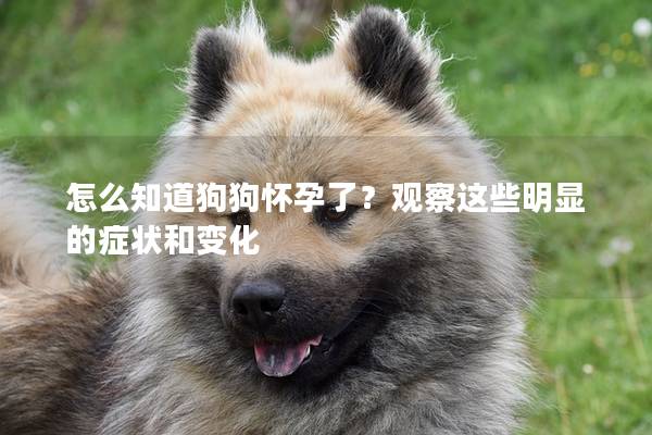 怎么知道狗狗懷孕了?觀察這些明顯的癥狀和變化 怎么知道狗狗懷孕了?觀察這些明顯的癥狀和變化