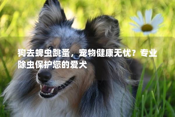 狗去蜱蟲跳蚤，寵物健康無憂？專業除蟲保護您的愛犬