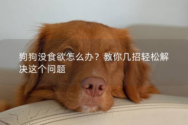 狗狗沒食欲怎么辦？教你幾招輕松解決這個問題