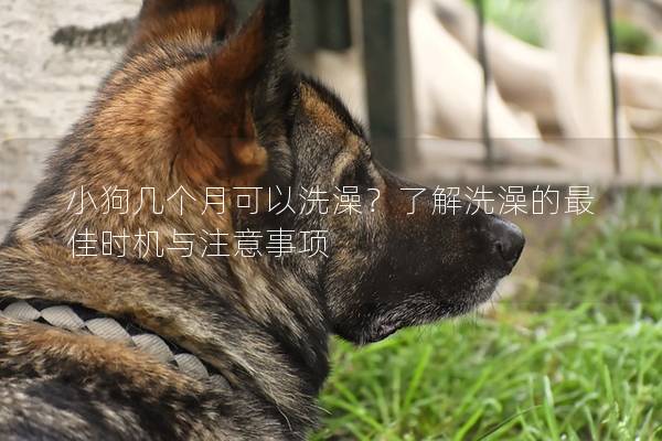 小狗幾個(gè)月可以洗澡？了解洗澡的最佳時(shí)機(jī)與注意事項(xiàng)