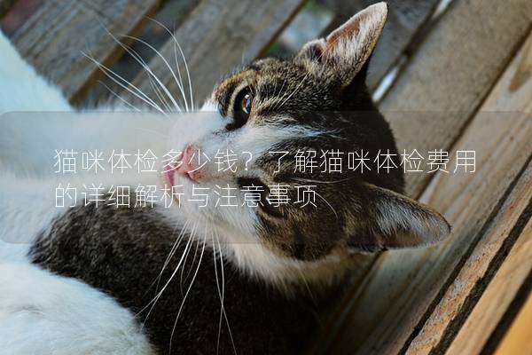 貓咪體檢多少錢？了解貓咪體檢費用的詳細解析與注意事項