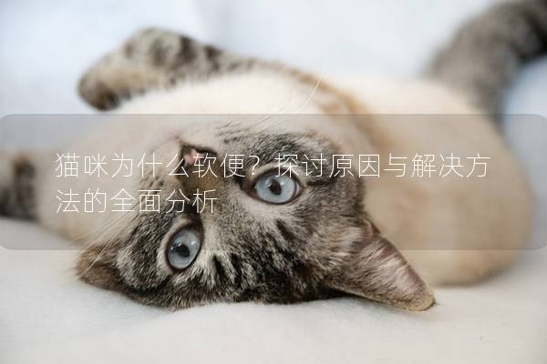 貓咪為什么軟便?探討原因與解決方法的全面分析