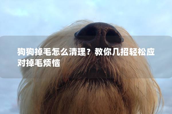 狗狗掉毛怎么清理？教你幾招輕松應(yīng)對(duì)掉毛煩惱