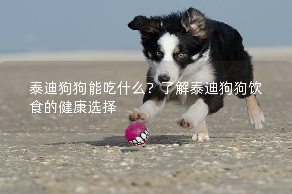 泰迪狗狗能吃什么？了解泰迪狗狗飲食的健康選擇