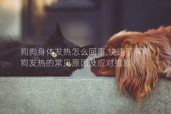 狗狗身體發(fā)熱怎么回事,快速了解狗狗發(fā)熱的常見原因及應(yīng)對(duì)措施