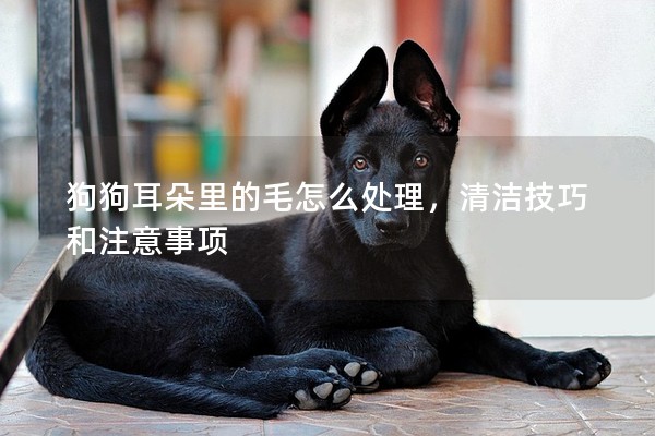狗狗耳朵里的毛怎么處理,清潔技巧和注意事項 狗狗耳朵里的毛怎么處理,清潔技巧和注意事項