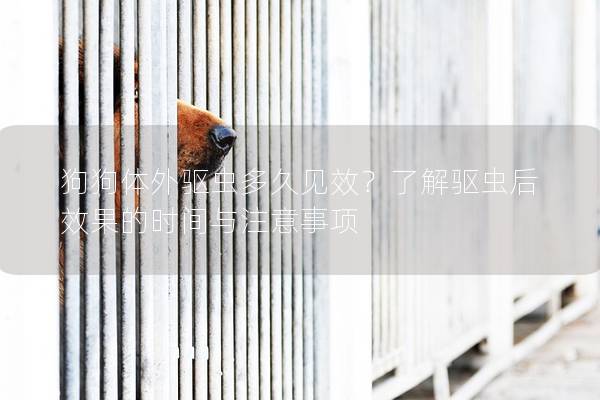 狗狗體外驅蟲多久見效？了解驅蟲后效果的時間與注意事項