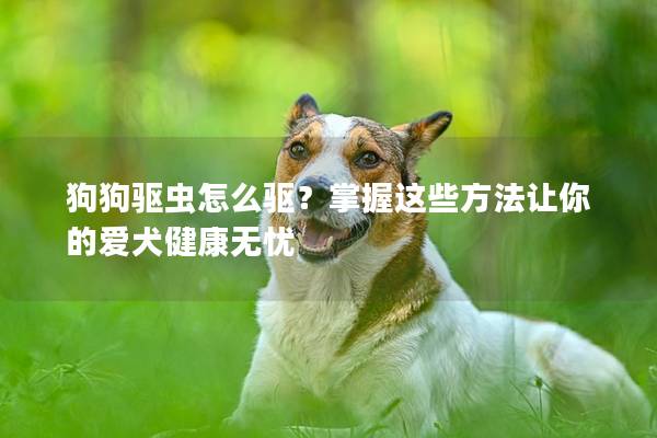 狗狗驅蟲怎么驅?掌握這些方法讓你的愛犬健康無憂 狗狗驅蟲怎么驅?掌握這些方法讓你的愛犬健康無憂
