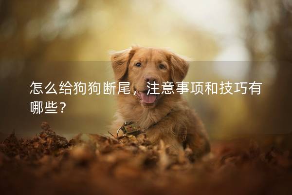 怎么給狗狗斷尾，注意事項和技巧有哪些？