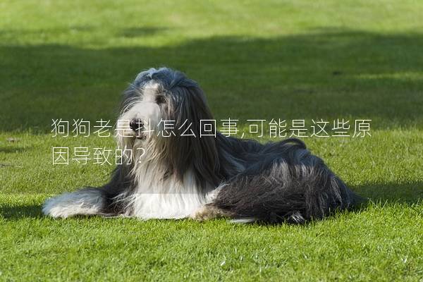 狗狗老是抖怎么回事,可能是這些原因導致的？