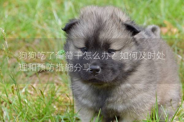 狗狗吃了葡萄干怎么辦？如何及時處理和預防措施分享