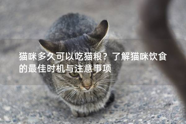 貓咪多久可以吃貓糧?了解貓咪飲食的最佳時機與注意事項 貓咪多久可以吃貓糧?了解貓咪飲食的最佳時機與注意事項
