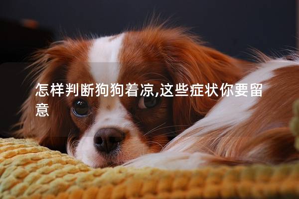 怎樣判斷狗狗著涼,這些癥狀你要留意