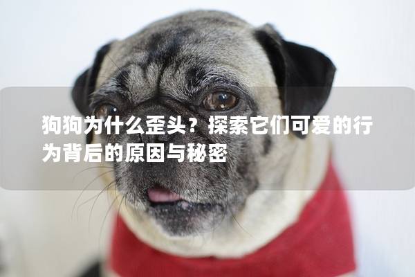 狗狗為什么歪頭？探索它們可愛的行為背后的原因與秘密