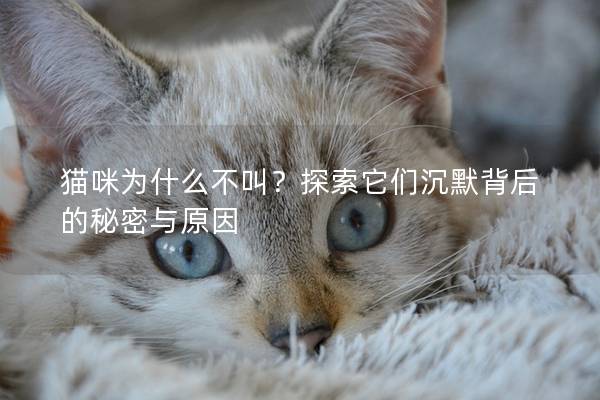貓咪為什么不叫？探索它們沉默背后的秘密與原因