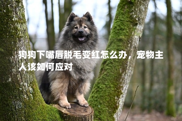 狗狗下嘴唇脫毛變紅怎么辦，寵物主人該如何應對