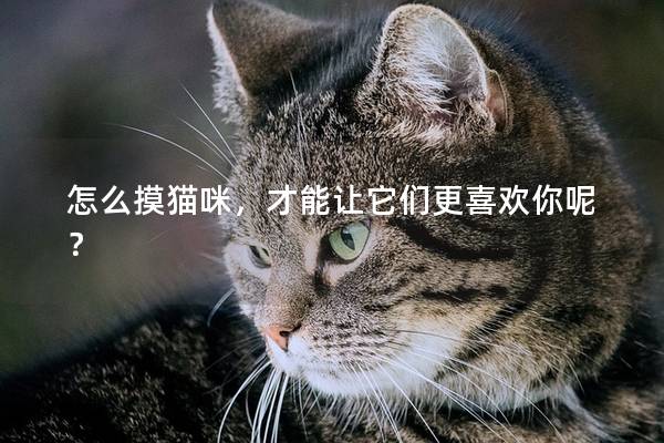 怎么摸貓咪,才能讓它們更喜歡你呢? 怎么摸貓咪,才能讓它們更喜歡你呢?