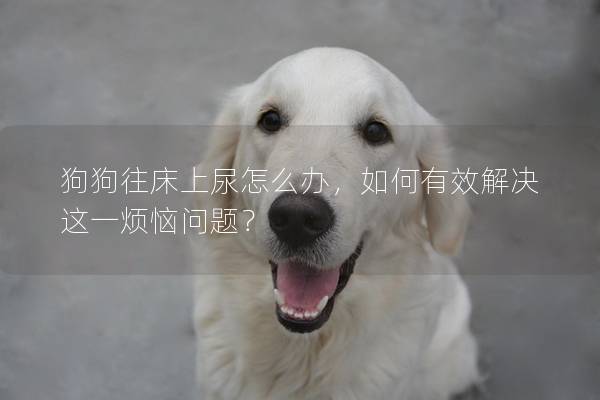 狗狗往床上尿怎么辦，如何有效解決這一煩惱問題？