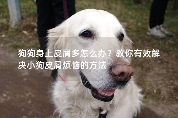 狗狗身上皮屑多怎么辦？教你有效解決小狗皮屑煩惱的方法
