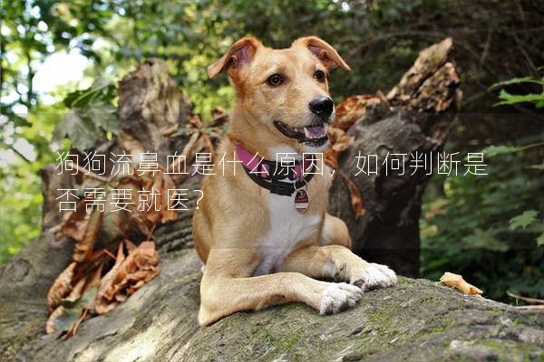 狗狗流鼻血是什么原因，如何判斷是否需要就醫？