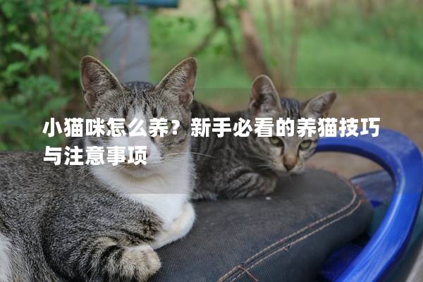 小貓咪怎么養(yǎng)？新手必看的養(yǎng)貓技巧與注意事項