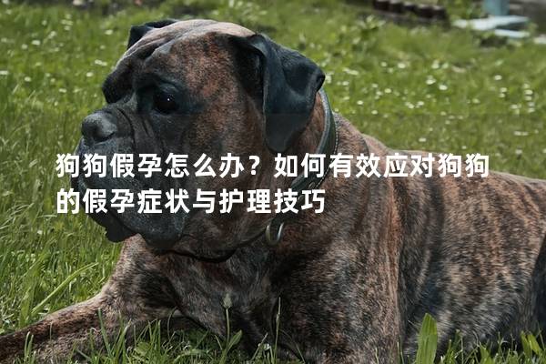 狗狗假孕怎么辦？如何有效應(yīng)對(duì)狗狗的假孕癥狀與護(hù)理技巧