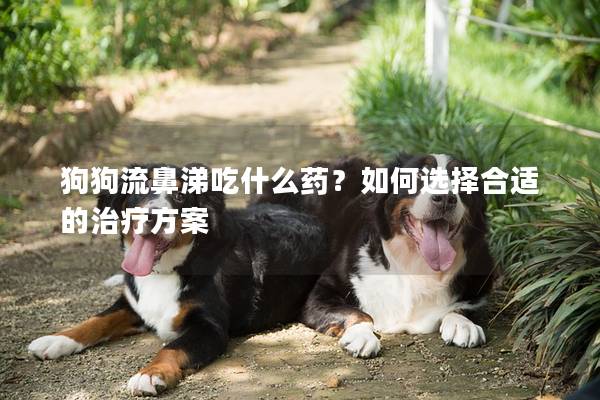 狗狗流鼻涕吃什么藥？如何選擇合適的治療方案
